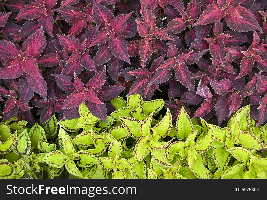 Red and green decorative plants