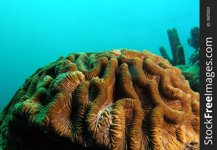 This coral was taken just south of Port Everglades and a mile off shore. Dania, Florida. A great reef called the Barracuda Reef. This coral was taken just south of Port Everglades and a mile off shore. Dania, Florida. A great reef called the Barracuda Reef.