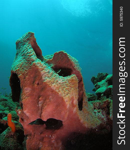 This coral was taken just south of Port Everglades and a mile off shore. Dania, Florida. A reef called the Barracuda Reef.