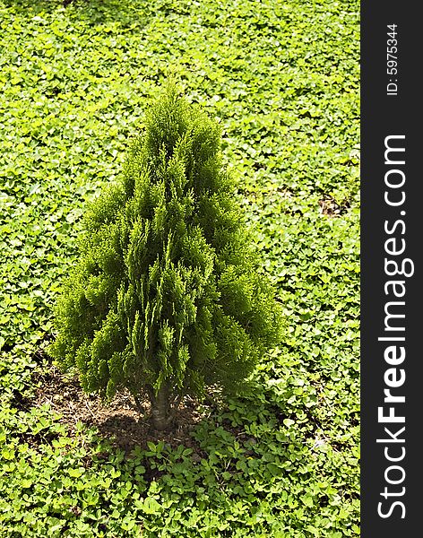 Small cypress tree in a formal garden