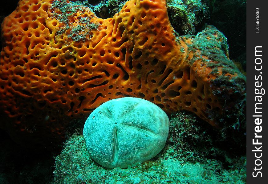 Coral Reef Sand Dollar