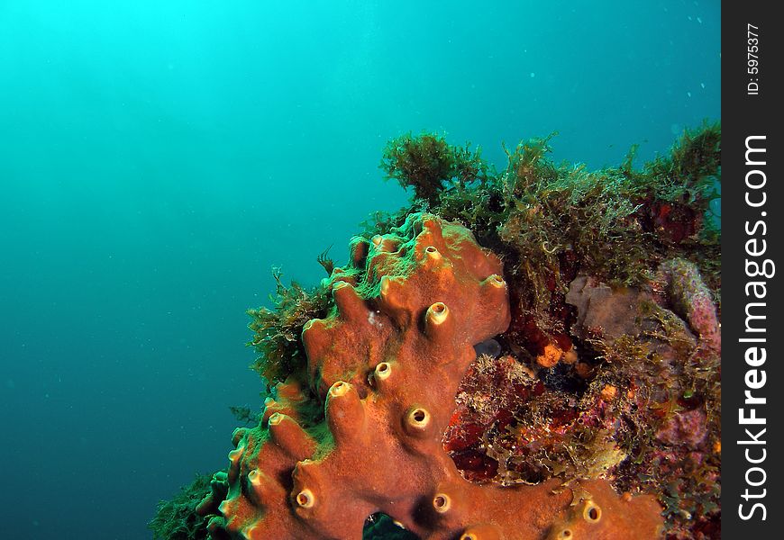 This image was taken just south of Port Everglades and a mile off shore. Dania, Florida. A reef called the Barracuda Reef. Great dive site. This image was taken just south of Port Everglades and a mile off shore. Dania, Florida. A reef called the Barracuda Reef. Great dive site