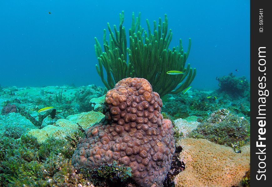 This image was taken just south of Port Everglades and a mile off shore. Dania, Florida. A reef called the Barracuda Reef. Great dive site. This image was taken just south of Port Everglades and a mile off shore. Dania, Florida. A reef called the Barracuda Reef. Great dive site