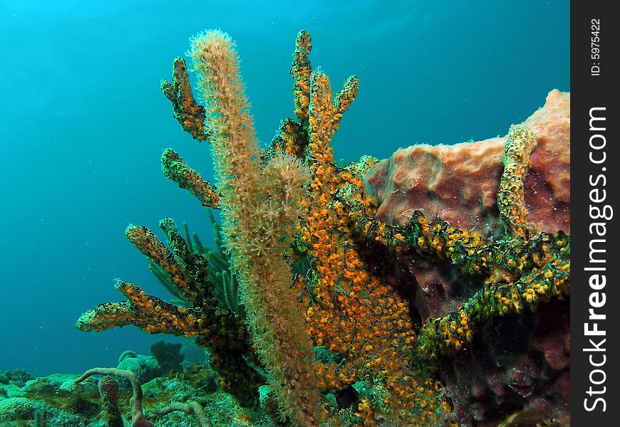 Coral Reef Green And Yellow