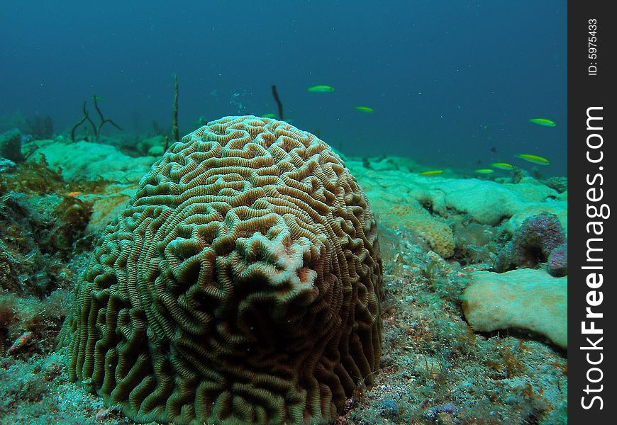 This coral was taken just south of Port Everglades and a mile off shore. Dania, Florida. A reef called the Barracuda Reef. This coral was taken just south of Port Everglades and a mile off shore. Dania, Florida. A reef called the Barracuda Reef.