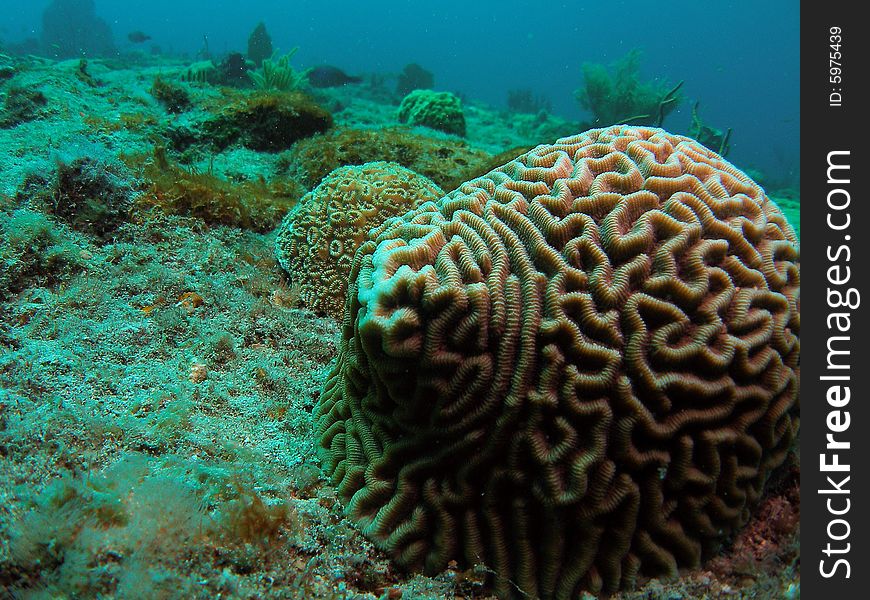 This image was taken just south of Port Everglades and a mile off shore. Dania, Florida. A reef called the Barracuda Reef. Nice dive site. This image was taken just south of Port Everglades and a mile off shore. Dania, Florida. A reef called the Barracuda Reef. Nice dive site