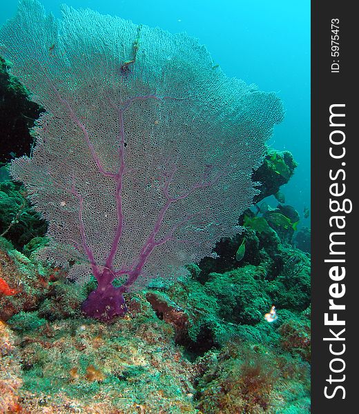 This image was taken just south of Port Everglades and a mile off shore. Dania, Florida. A reef called the Barracuda Reef. This image was taken just south of Port Everglades and a mile off shore. Dania, Florida. A reef called the Barracuda Reef.