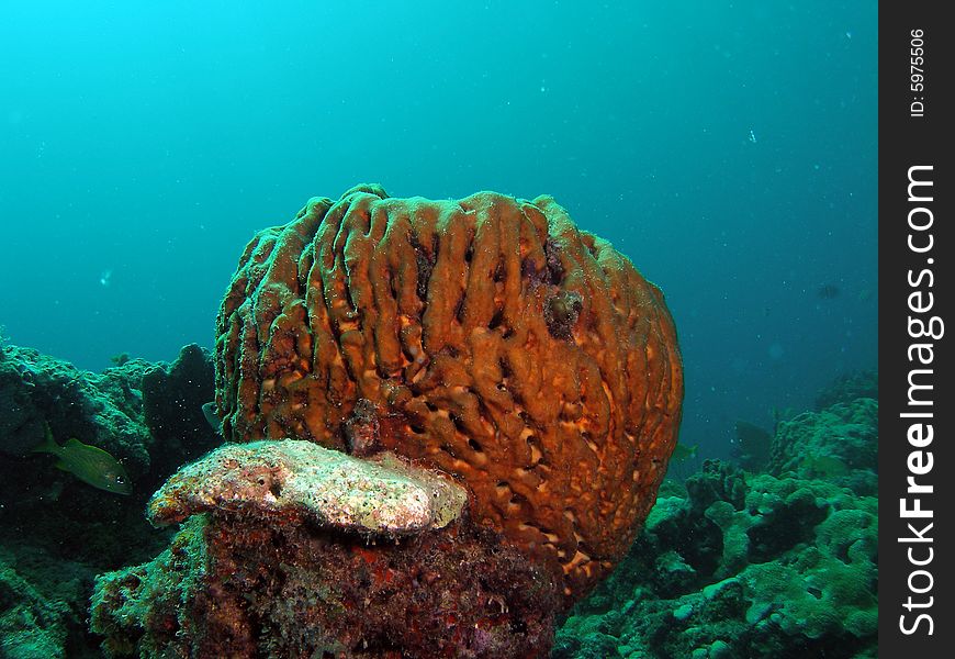This coral was taken just south of Port Everglades and a mile off shore. Dania, Florida. A reef called the Barracuda Reef. Great dive site. This coral was taken just south of Port Everglades and a mile off shore. Dania, Florida. A reef called the Barracuda Reef. Great dive site