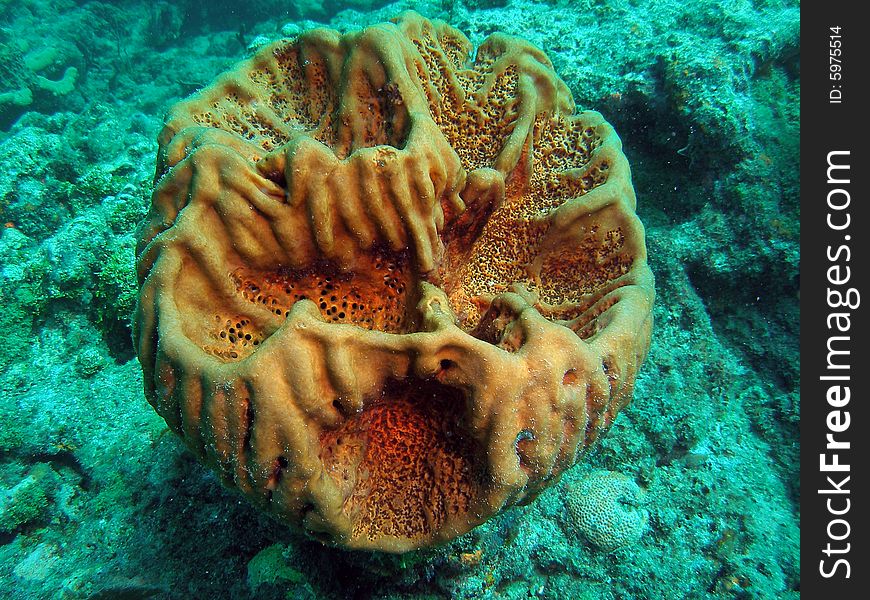 This barrel coral was taken just south of Port Everglades and a mile off shore. Dania, Florida. A reef called the Barracuda Reef.