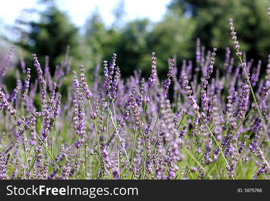 Close up of lavender field