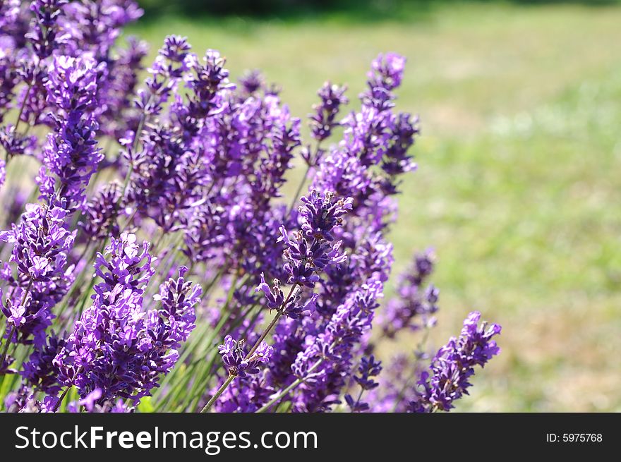 Lavender Field at annual lavender festival at Port Angeles, Washington. Lavender Field at annual lavender festival at Port Angeles, Washington