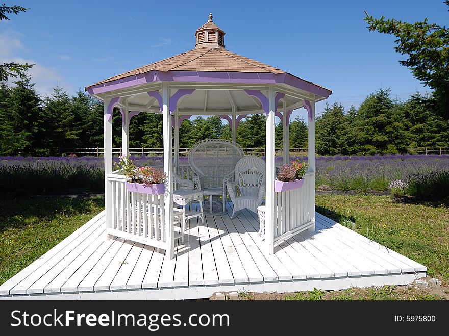 A Cabana in the middle of lavender field in Port Angeles, Washington. A Cabana in the middle of lavender field in Port Angeles, Washington