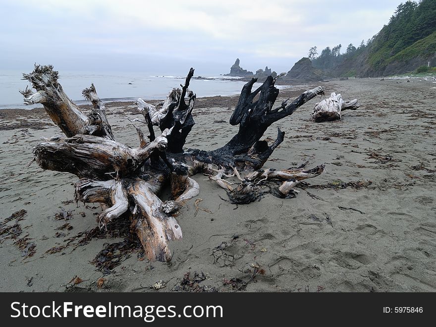 Burned wood at the Shi Shi Beach near Neah Bay. Burned wood at the Shi Shi Beach near Neah Bay