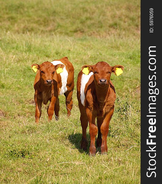 Two dutch belted calfs in a meadow. Two dutch belted calfs in a meadow