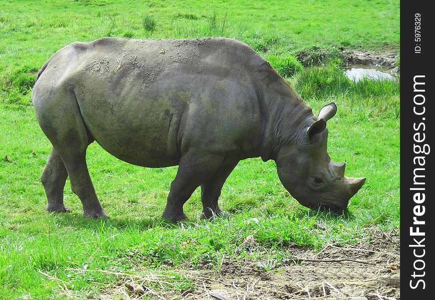 Grey Rhino in a Zoo in England