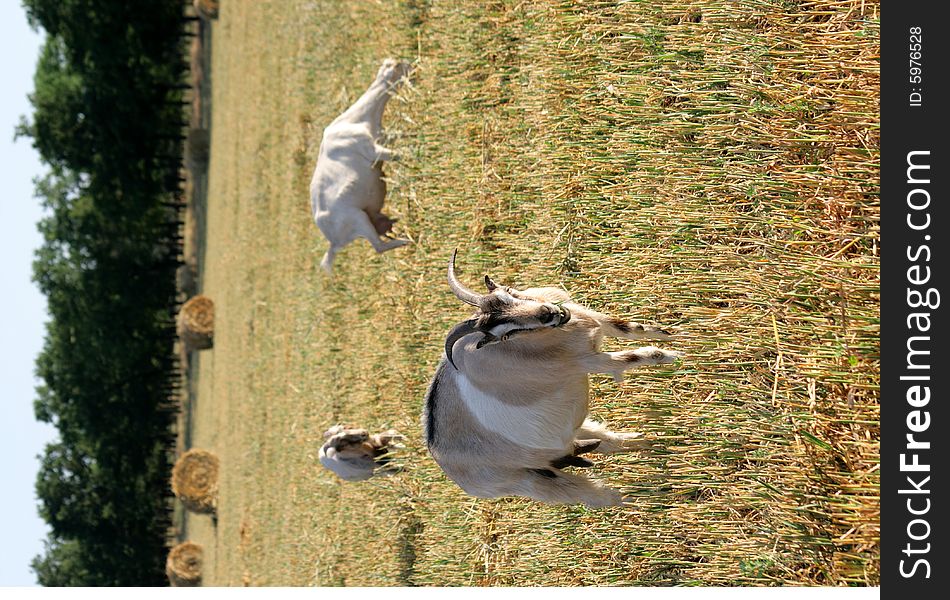 Three goats are grazed on the oblique floor