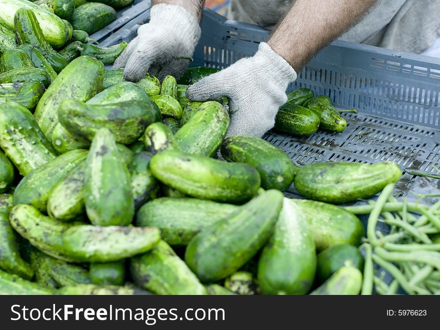 Shiny green cucumbers being delivered to a market. Shiny green cucumbers being delivered to a market.