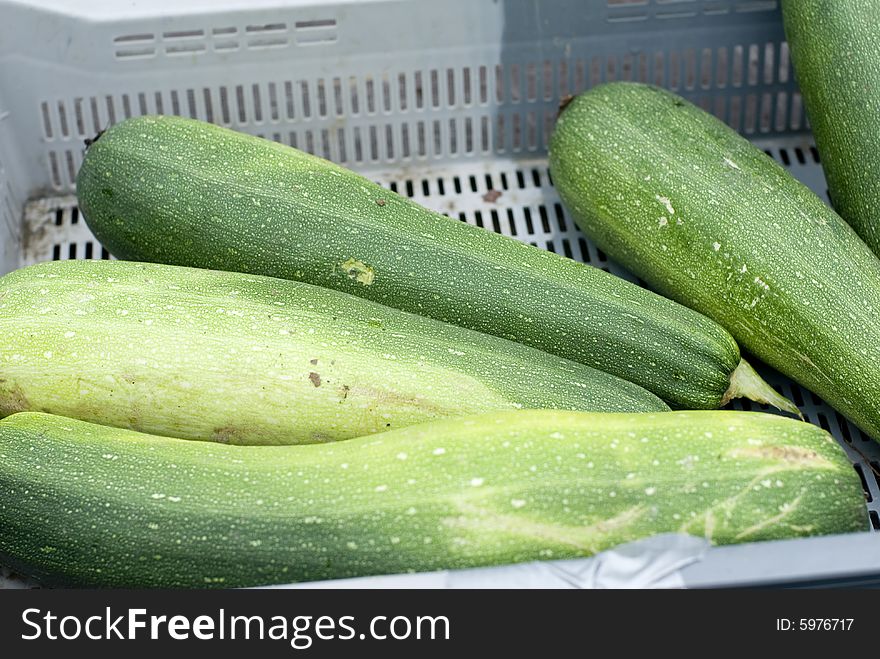 Several pale green zucchini in a gray crate. Several pale green zucchini in a gray crate.