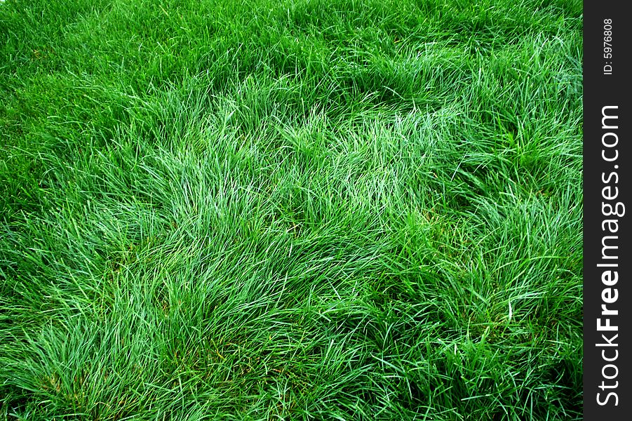 Uncut green grass land for resting
