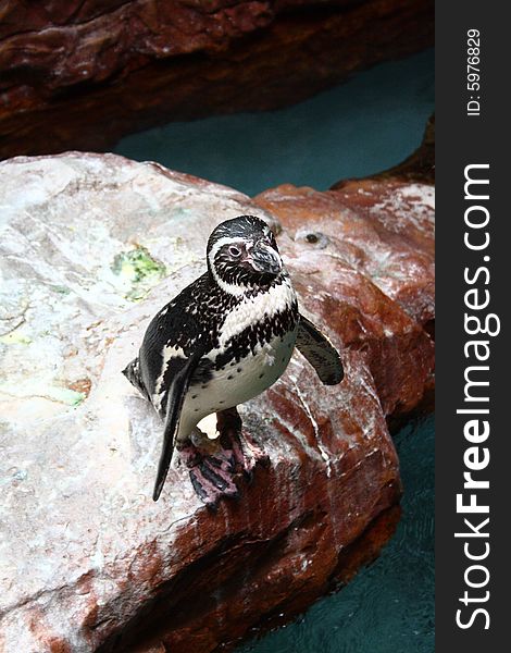 A juvenile penguin sitting on rock looking at camera