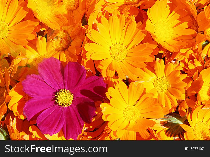 Bright orange background with flowers. Bright orange background with flowers