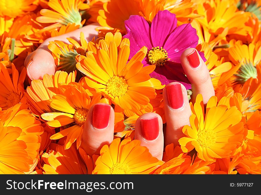 Woman's hend with bright flowers. Woman's hend with bright flowers