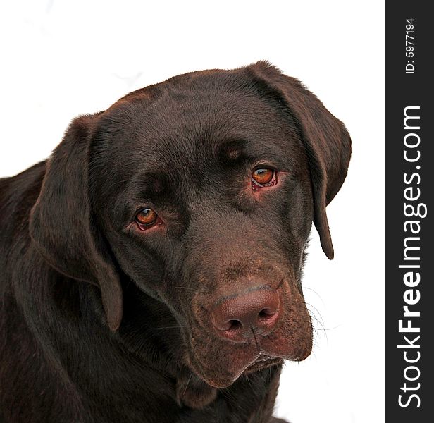 Isolated shot of an adorable chunky labrador puppy. Isolated shot of an adorable chunky labrador puppy