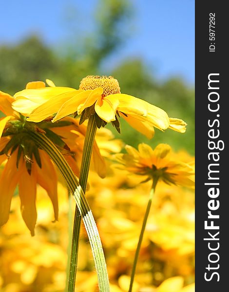 Beautyful bright yellow flowers outdoors