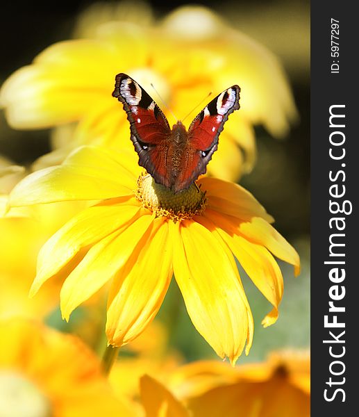Butterfly on bright yellow flower