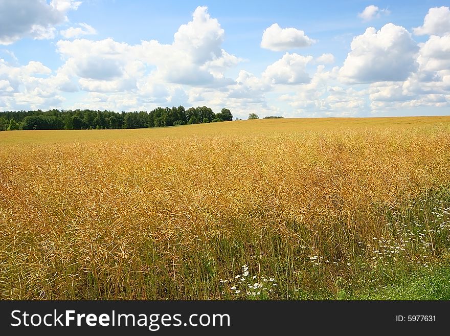 Bright yellow meadow and cloudy sky. Bright yellow meadow and cloudy sky