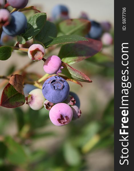 Blueberries and foliage in different stages of ripeness.