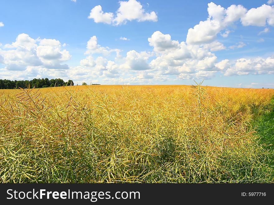 Bright yellow meadow and cloudy sky. Bright yellow meadow and cloudy sky