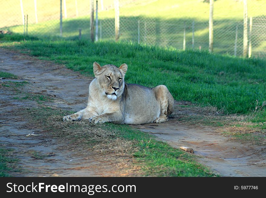 a lioness lying on the road in a game park in south africa. a lioness lying on the road in a game park in south africa