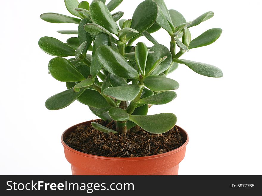 Money tree on white background