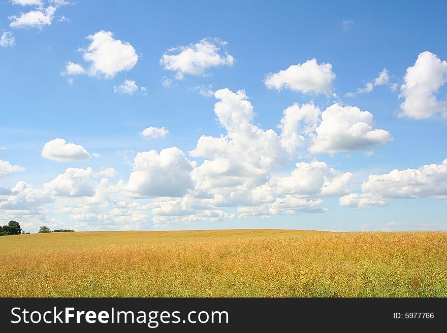 Bright yellow meadow and cloudy sky. Bright yellow meadow and cloudy sky