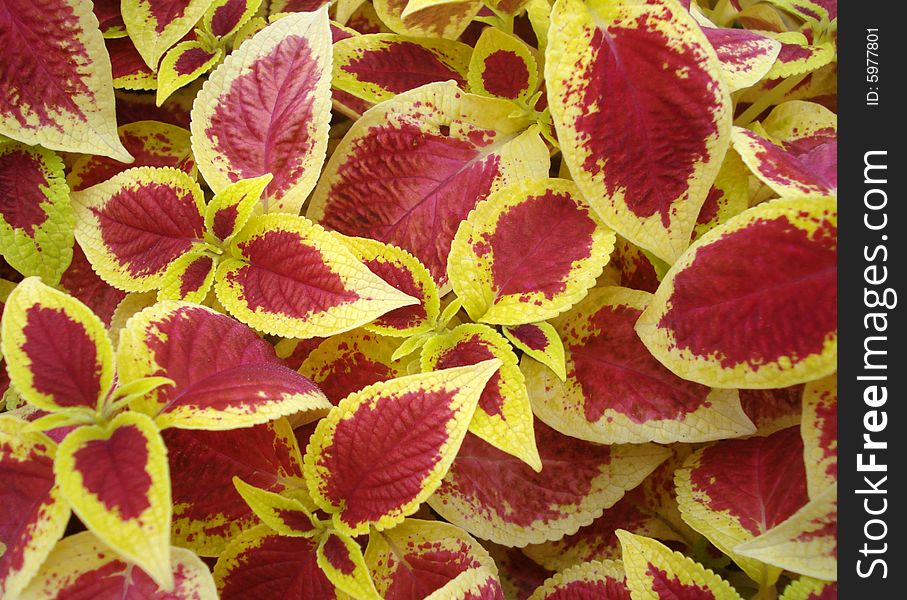 White and red blush leaves. White and red blush leaves