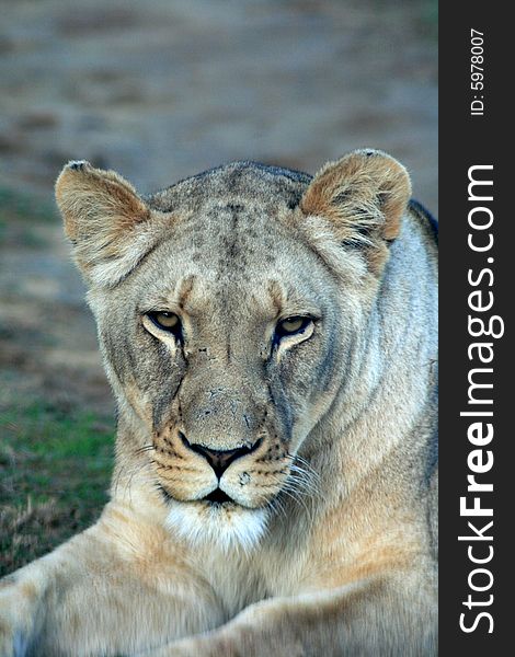 An african lioness lying in the road on a game farm in South Africa