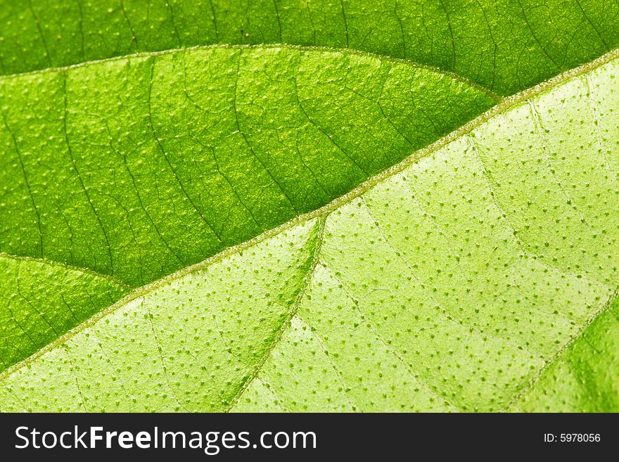Close up of leaf texture as background.