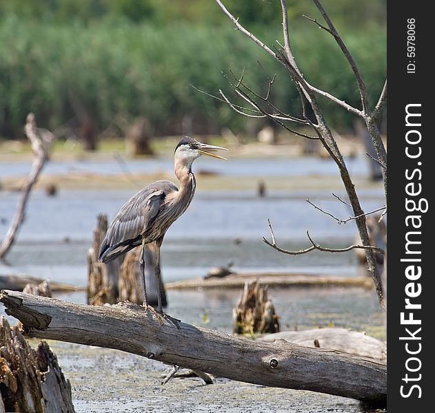 Great blue heron perched in a marsh