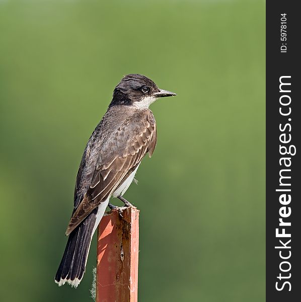 Eastern kingbird perched on a fence post