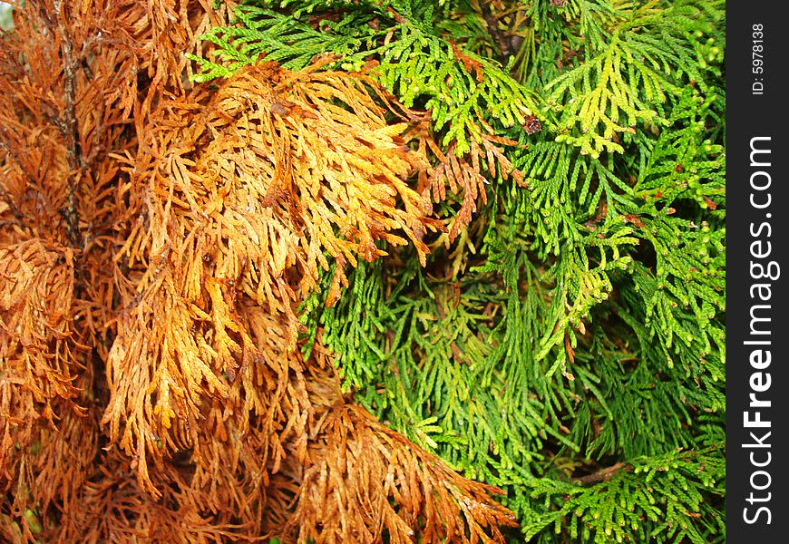 Green and red flocky fir