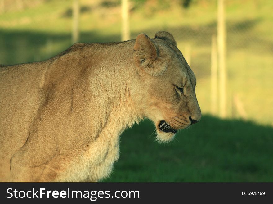 An african lioness looking for food on a game farm in South Africa