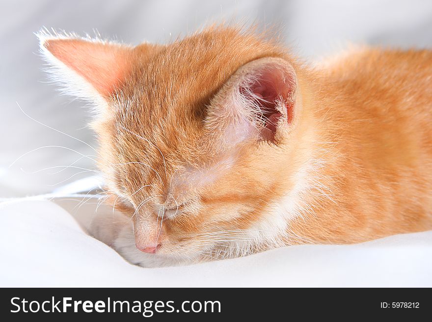 Red kitten sleeping on bed