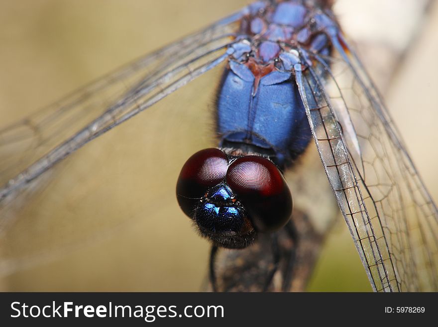 Close up of a purple color dragonfly's eye.