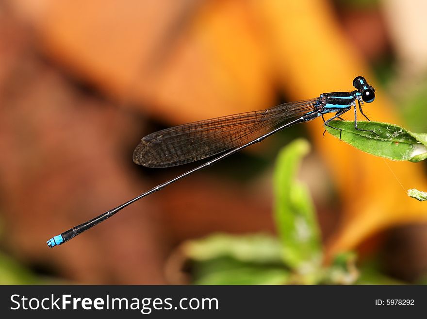 Close up of a blue ringtail (damselfly) on green leaf.