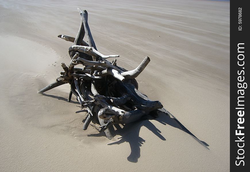 Drift Wood On Beach