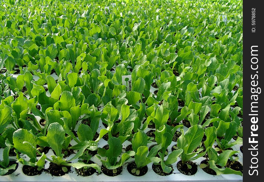 Young salad plant ready for transplant in garden bed