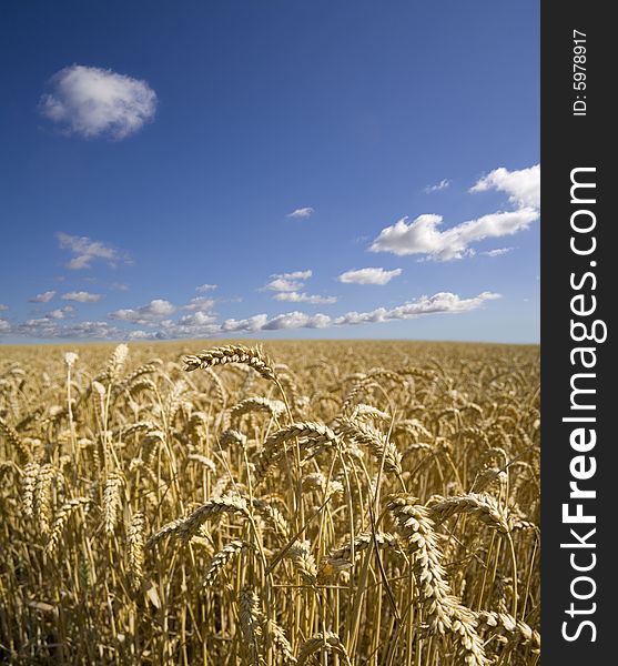 A field of ripening summer wheat beneath a clear blue sky. A field of ripening summer wheat beneath a clear blue sky.