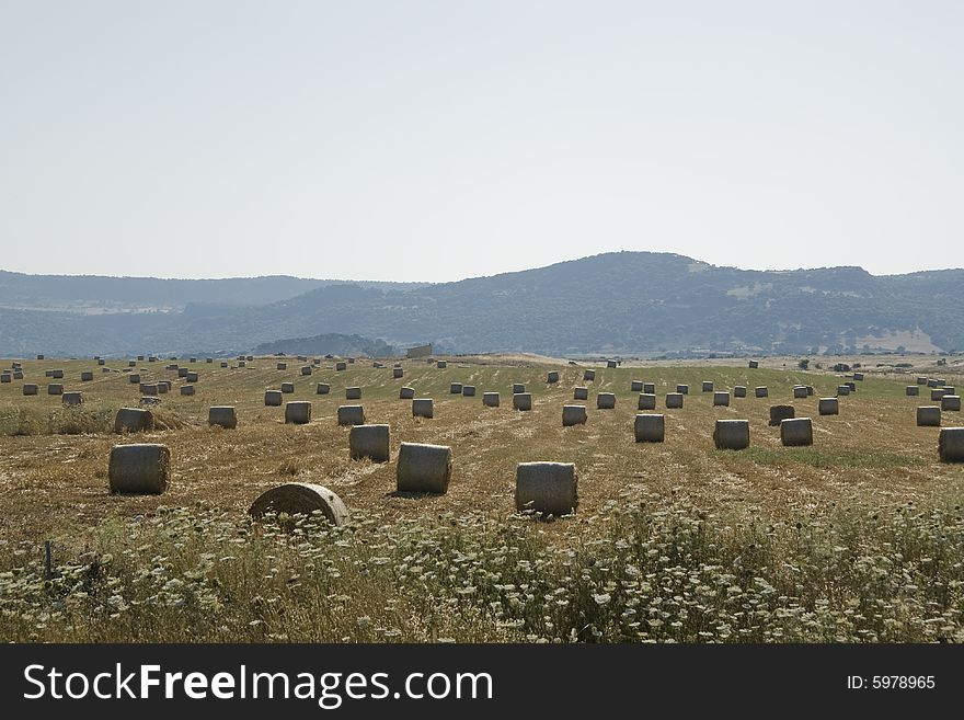 Baled hay on a farm