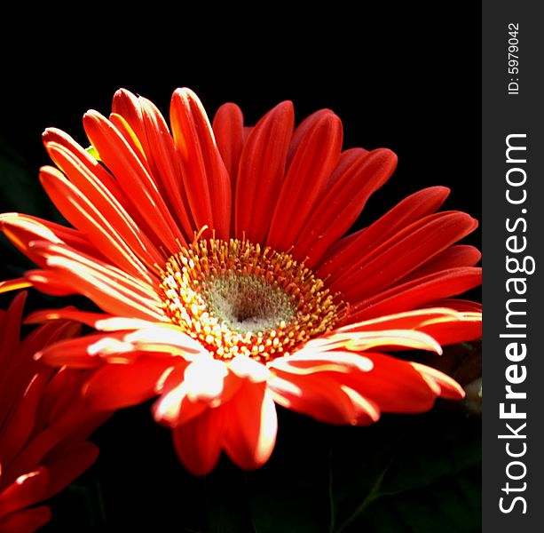 Red gerbera plant against a black background.